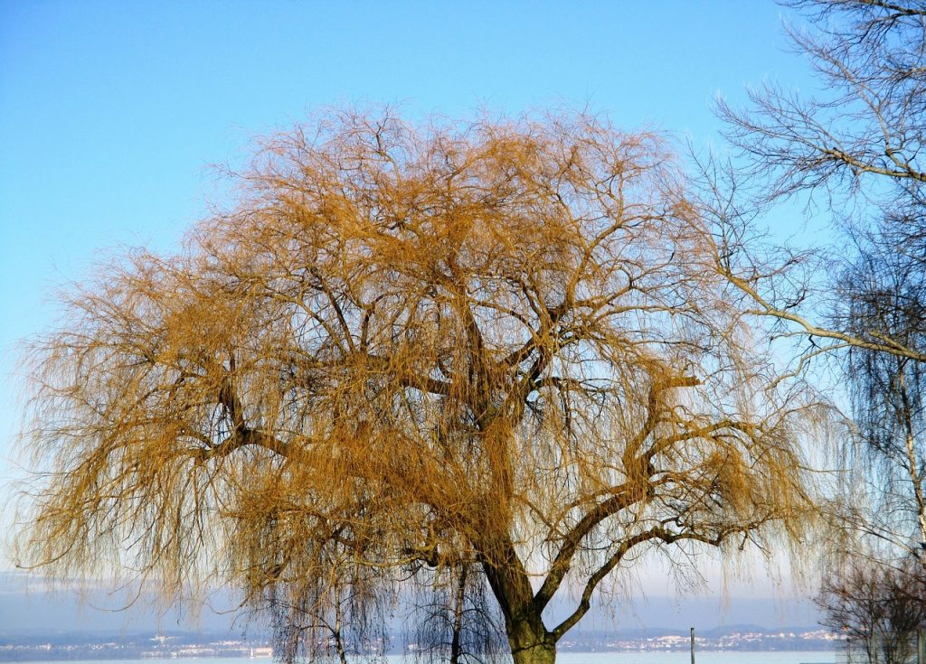 Comment Cultiver Et Prendre Soin D Un Arbre Flamant